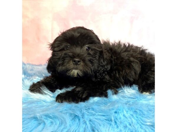 ShizaPoo-DOG-Male-Blk & Wht-14952-Petland Pickerington