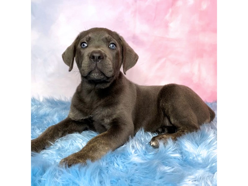 Cane Corso Puppies Breed Info Petland Pickerington, Ohio