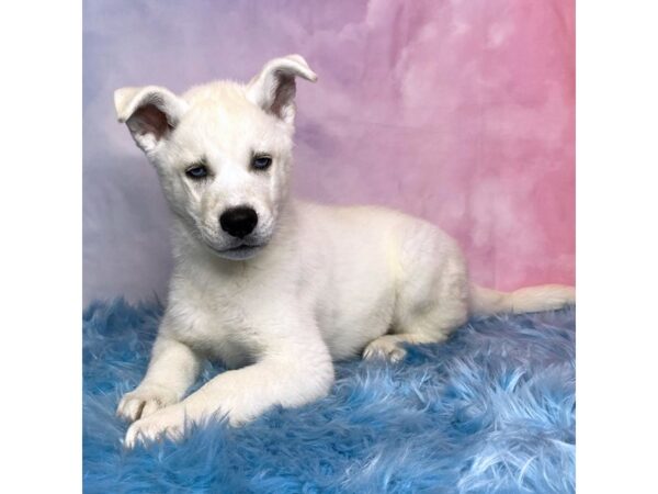 Siberian Husky-DOG-Male-Black And White-14979-Petland Pickerington, Ohio
