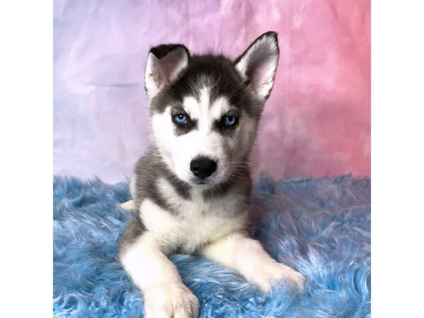 Siberian Husky-DOG-Female-White-14980-Petland Pickerington, Ohio