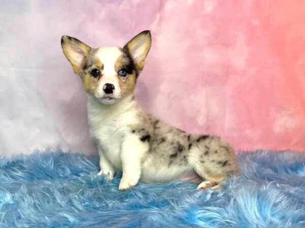 Pembroke Welsh Corgi-DOG-Female-Blue Merle / White-14990-Petland Pickerington, Ohio