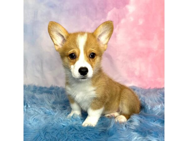 Pembroke Welsh Corgi-DOG-Male-Sable / White-14995-Petland Pickerington, Ohio