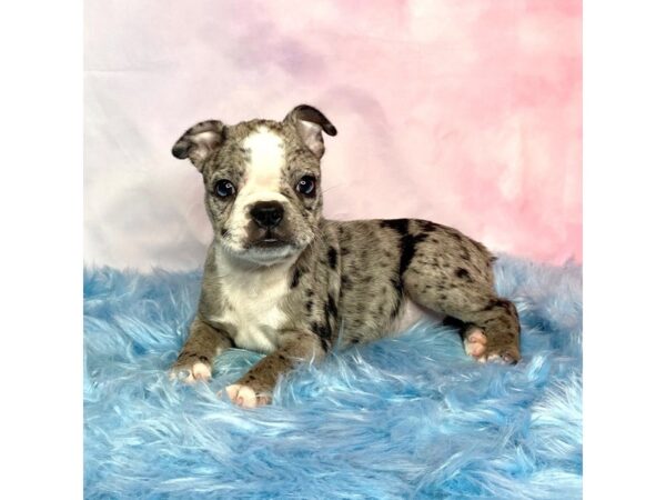 Boston Terrier-DOG-Female-Blue Fawn / White-14991-Petland Pickerington, Ohio