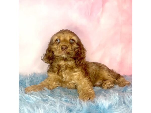 Cocker Spaniel-DOG-Male-Chocolate Sable-15022-Petland Pickerington, Ohio