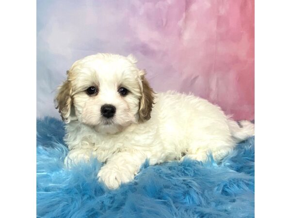 Teddy Bear-DOG-Female-White / Brown-15020-Petland Pickerington, Ohio