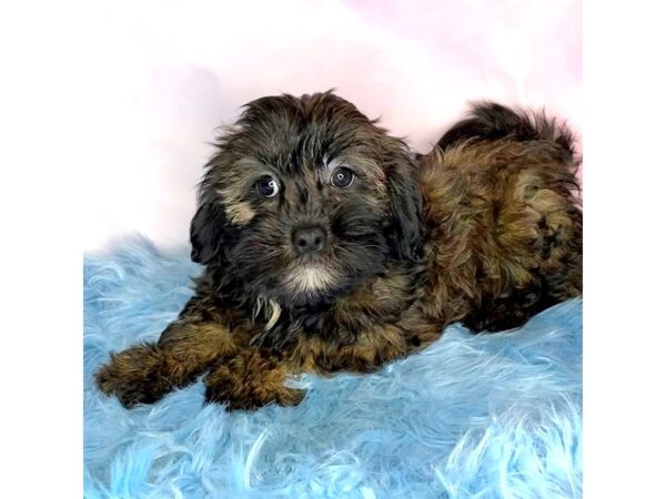 Shihpoo-DOG-Male-Brindle-15044-Petland Pickerington, Ohio