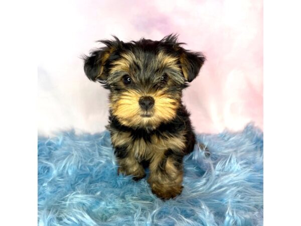 Yorkshire Terrier-DOG-Female-Black / Tan-15036-Petland Pickerington, Ohio