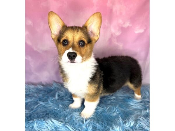Pembroke Welsh Corgi-DOG-Male-Black White / Tan-15052-Petland Pickerington, Ohio