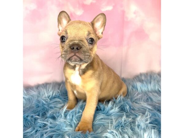French Bulldog-DOG-Male-Blue Fawn-15050-Petland Pickerington, Ohio