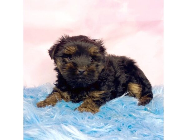 Yorkshire Terrier-DOG-Female-Black / Tan-15067-Petland Pickerington, Ohio