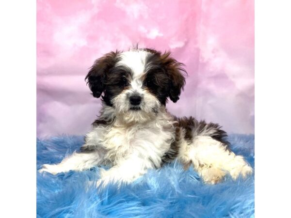Shihpoo-DOG-Male-Gold and White-15064-Petland Pickerington, Ohio