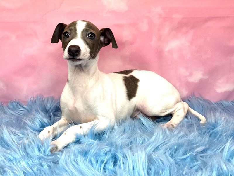 Italian Greyhound Puppies - Petland Pickerington, Ohio