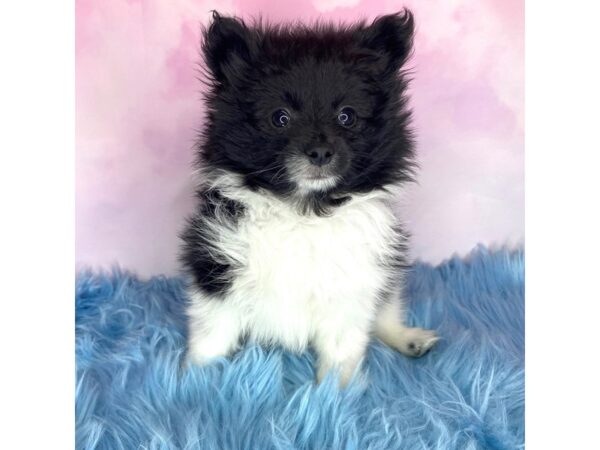 Pomeranian-DOG-Male-Black / White-15075-Petland Pickerington, Ohio