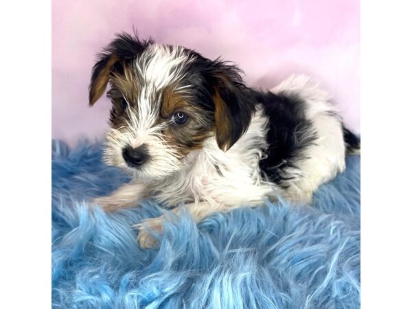Yorkshire Terrier-DOG-Male-Black / Tan-15076-Petland Pickerington, Ohio