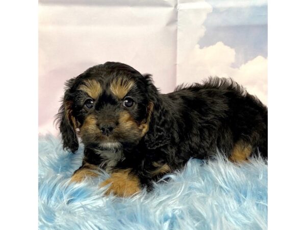Cavapoo-DOG-Female-Black / Tan-15109-Petland Pickerington, Ohio