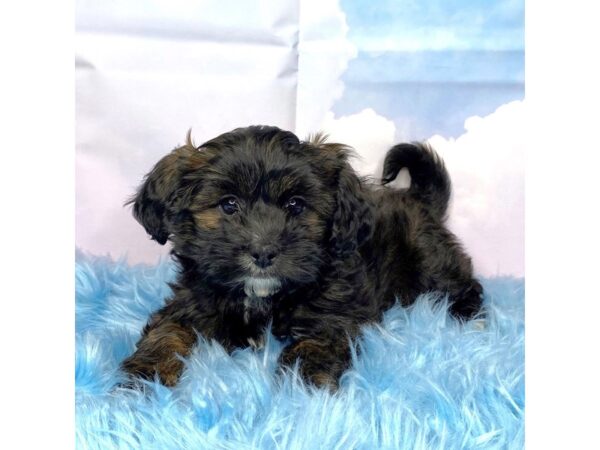 Shihpoo-DOG-Female-Brindle-15101-Petland Pickerington, Ohio