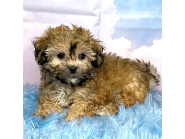 Teddy Bear-DOG-Male-Brown Sable-15100-Petland Pickerington, Ohio