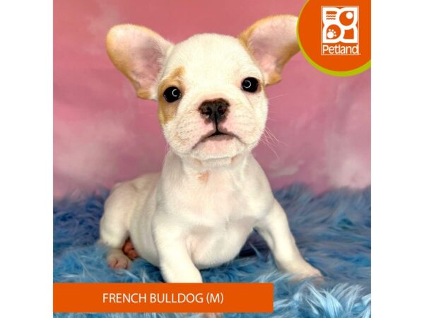 French Bulldog-DOG-Male-Cream-15149-Petland Pickerington, Ohio