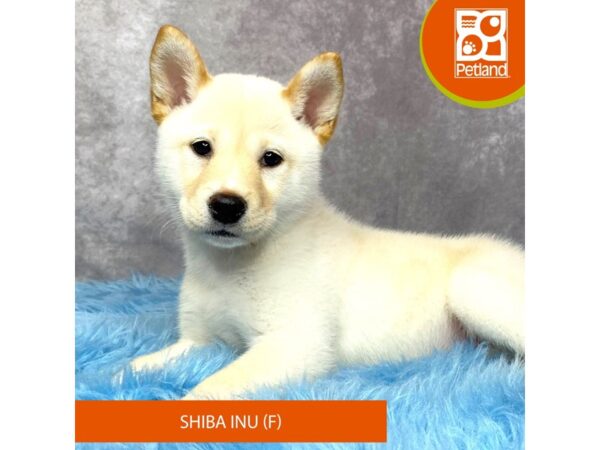 Shiba Inu-DOG-Female-Cream-15190-Petland Pickerington, Ohio