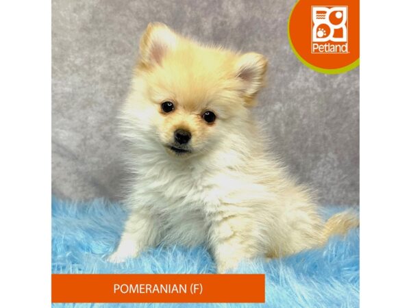 Pomeranian-DOG-Female-Cream-15186-Petland Pickerington, Ohio