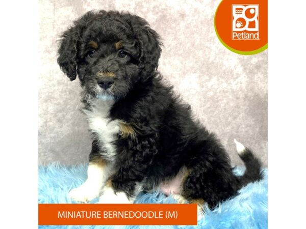 Miniature Bernadoodle-DOG-Male-Tri-Colored-15187-Petland Pickerington, Ohio