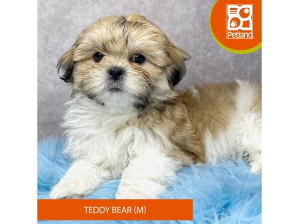 Teddy Bear-DOG-Male-Gold / White-15208-Petland Pickerington, Ohio