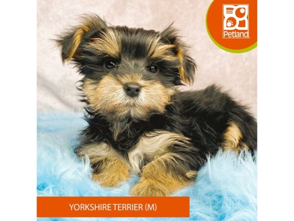Yorkshire Terrier-DOG-Male-Black / Tan-15217-Petland Pickerington, Ohio