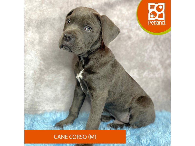 Cane Corso Puppies Breed Info Petland Pickerington, Ohio