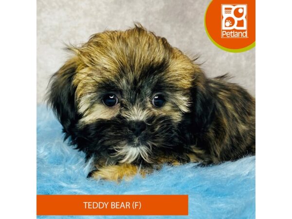 Teddy Bear-DOG-Female-Brown / White-15254-Petland Pickerington, Ohio