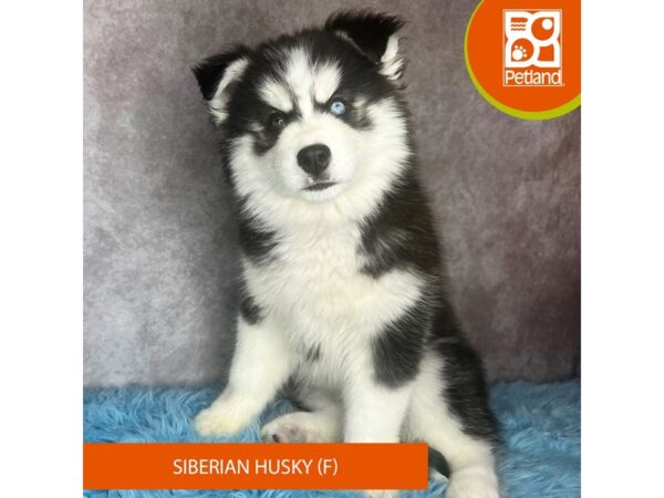 Siberian Husky-DOG-Female-Black / White-15257-Petland Pickerington, Ohio