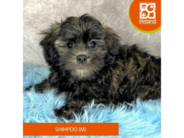 Shihpoo-DOG-Male-Black / Tan-15261-Petland Pickerington