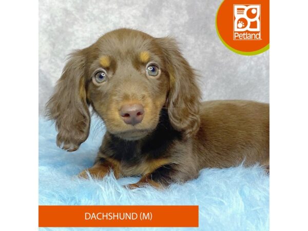 Dachshund-DOG-Male-Chocolate / Tan-15274-Petland Pickerington, Ohio