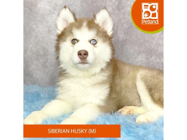 Siberian Husky-DOG-Male-Red / White-15278-Petland Pickerington, Ohio