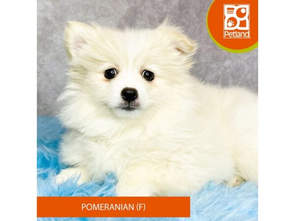 Pomeranian-DOG-Female-Cream-15292-Petland Pickerington, Ohio