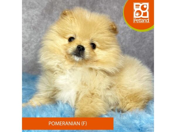 Pomeranian-DOG-Female-Sable-15310-Petland Pickerington, Ohio