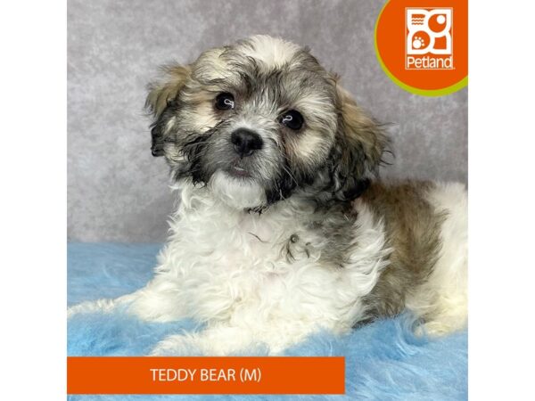 Teddy Bear-DOG-Male--15322-Petland Pickerington, Ohio