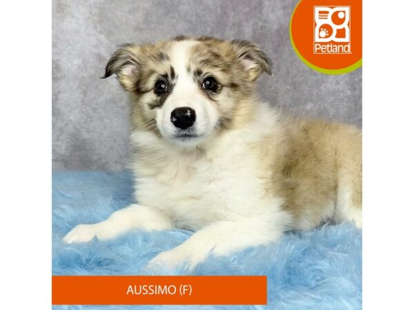 Aussimo-DOG-Female-Merle-15316-Petland Pickerington, Ohio