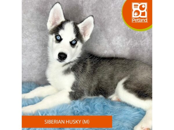Siberian Husky-DOG-Male-Black / White-15337-Petland Pickerington, Ohio