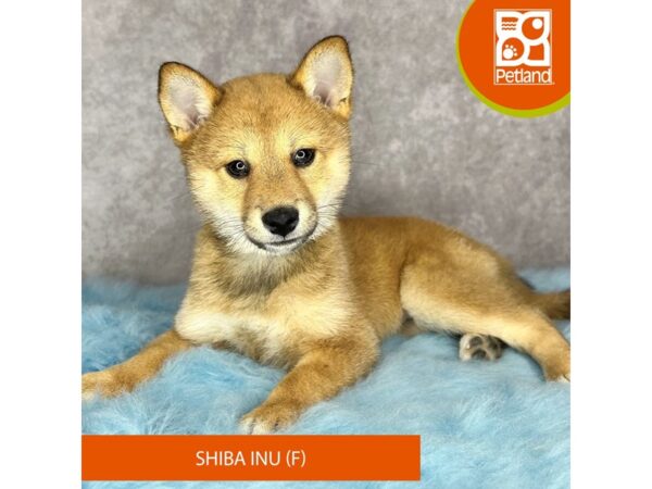 Shiba Inu-DOG-Female-Red Sesame-15369-Petland Pickerington, Ohio