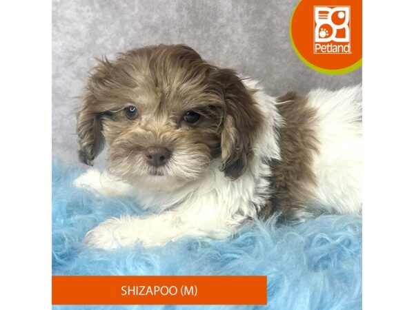 ShizaPoo-DOG-Male-Chocolate Merle-15365-Petland Pickerington