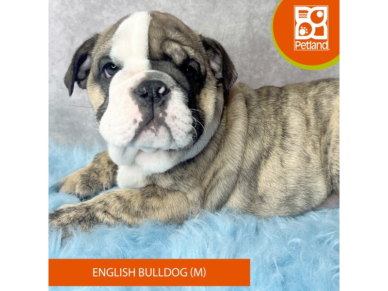 English Bulldog-Male-Brindle-4108547-Petland Pickerington