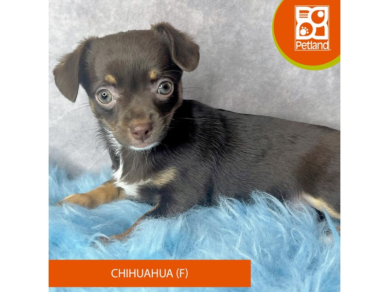 Chihuahua-Female-Chocolate / Tan-4109598-Petland Pickerington