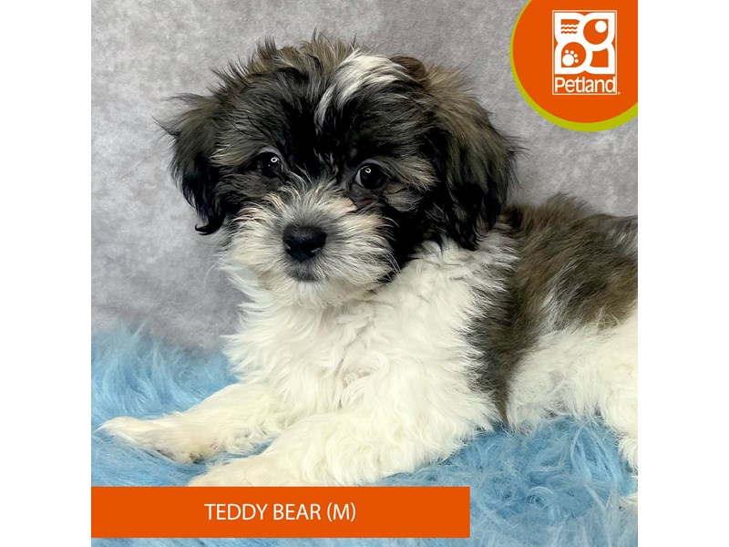 Teddy Bear-Male-Tri-Colored-4109878-Petland Pickerington