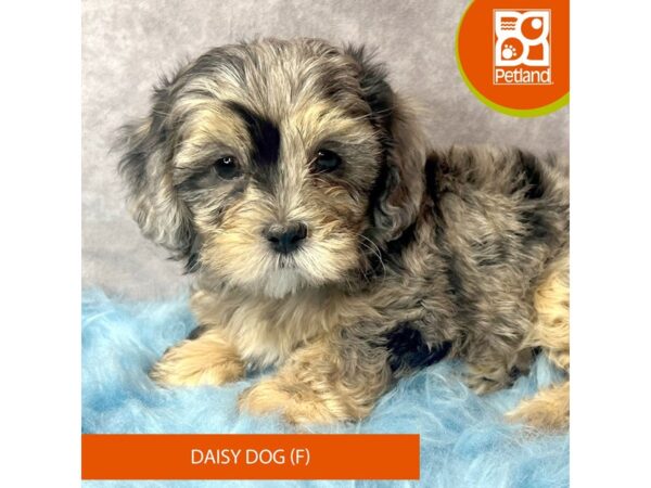 Daisy Dog-DOG-Female-Blue Merle-15381-Petland Pickerington