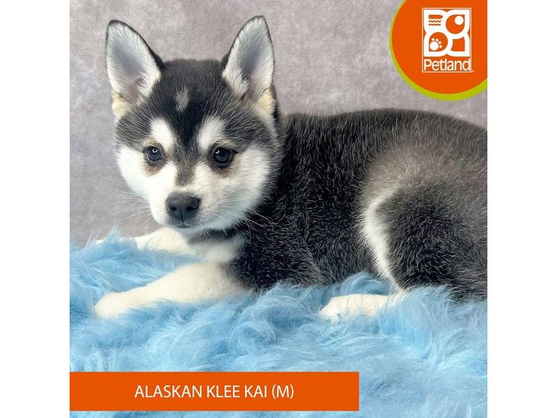 Alaskan Klee Kai-Male-Black / White-4119131-Petland Pickerington