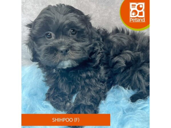 Shihpoo DOG Female Black 15404 Petland Pickerington, Ohio