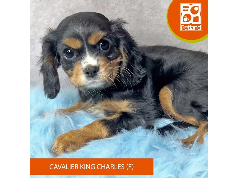 Cavalier King Charles Spaniel-Female-Black / Tan-4119018-Petland Pickerington