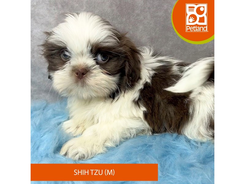 Shih Tzu-Male-Chocolate / White-4119017-Petland Pickerington