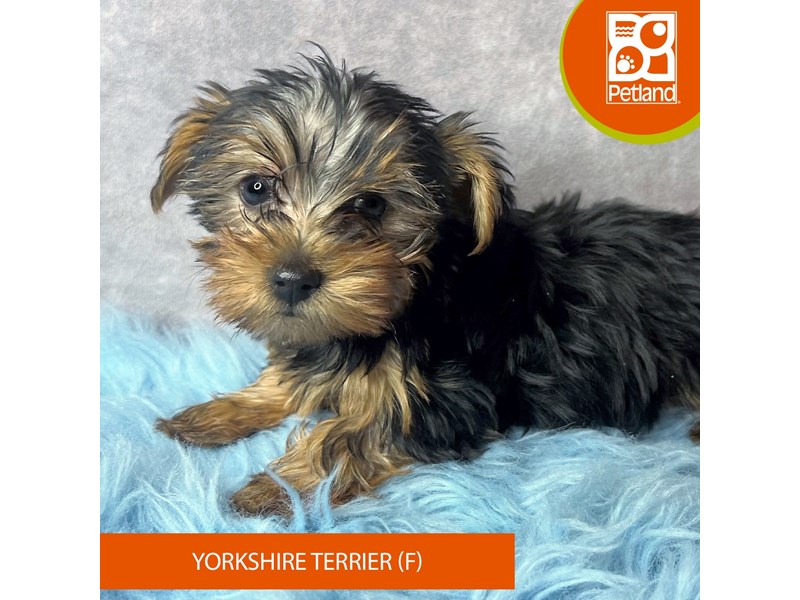 Yorkshire Terrier-Female-Black / Tan-4128712-Petland Pickerington