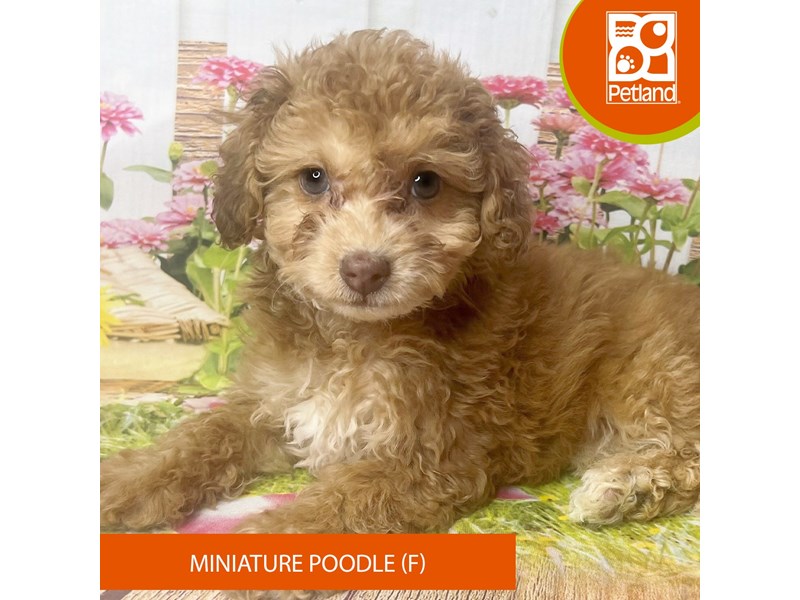 Miniature Poodle-Female-Red-4137659-Petland Pickerington